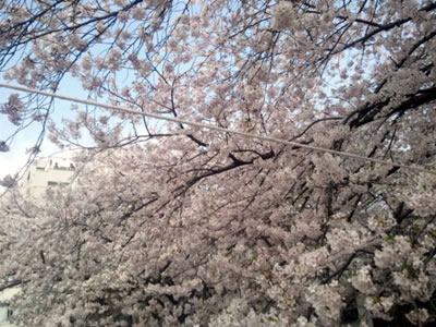 20110418_sakura.jpg