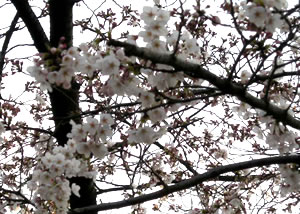 ohanami09_02.jpg